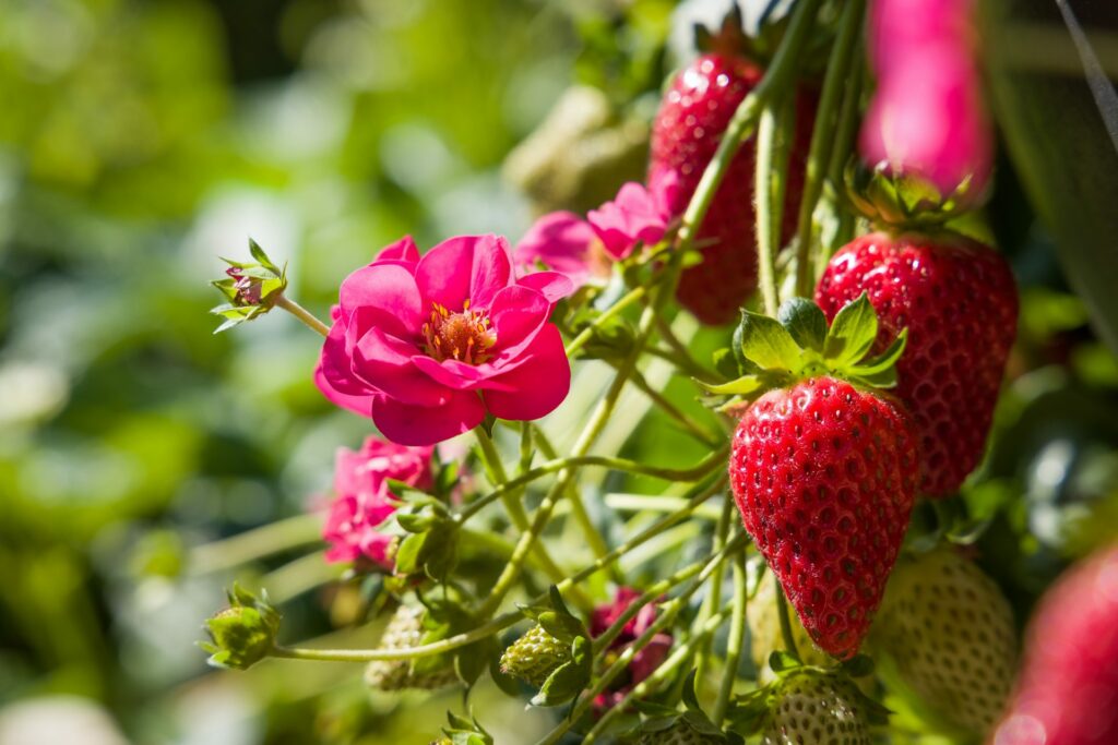 Svyranti braškė Summer Breeze Cherry