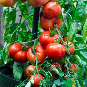 Pomidorai Betalux daigai – labai ankstyva veislė