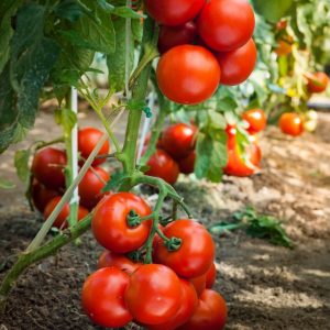 Pomidorai Tolstoi – aukštaūgė kekinė veislė su tvirtais raudonais vaisiais