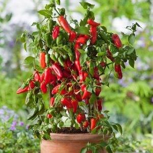 balkonine paprika raudona