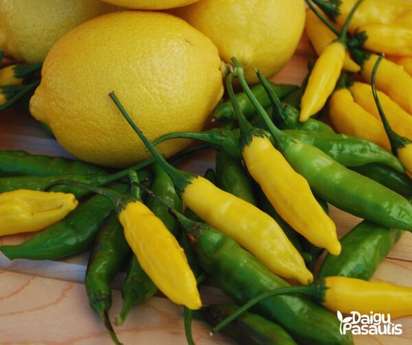 hot_lemon_papriku_daigai