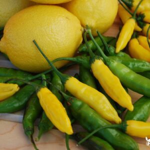 papriku daigai hot lemon