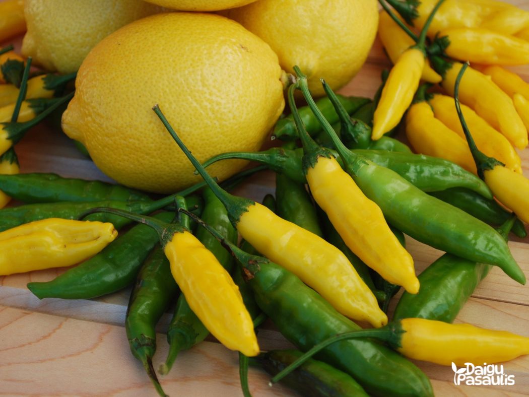 papriku daigai hot lemon