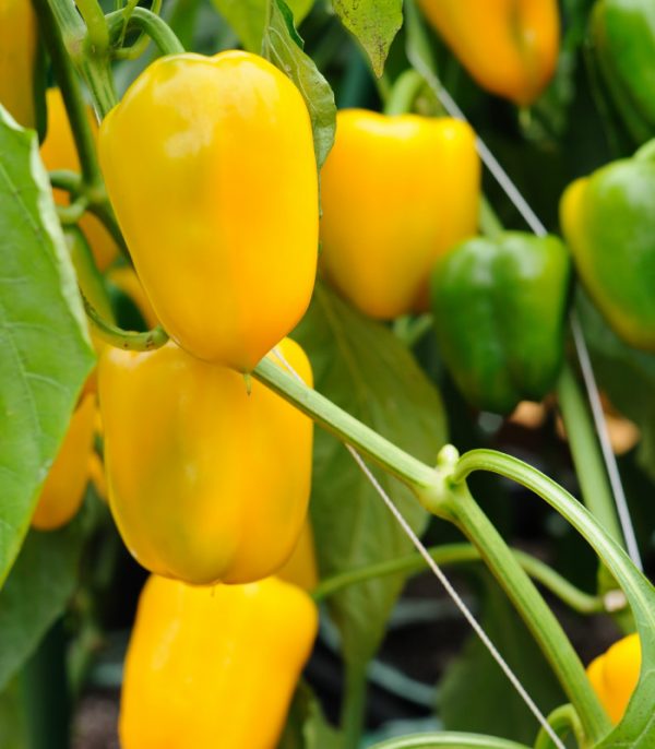 pusztagold_paprika