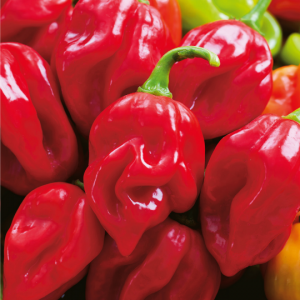 habanero paprikų daigai