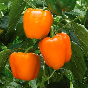 oranzines paprikos daigai