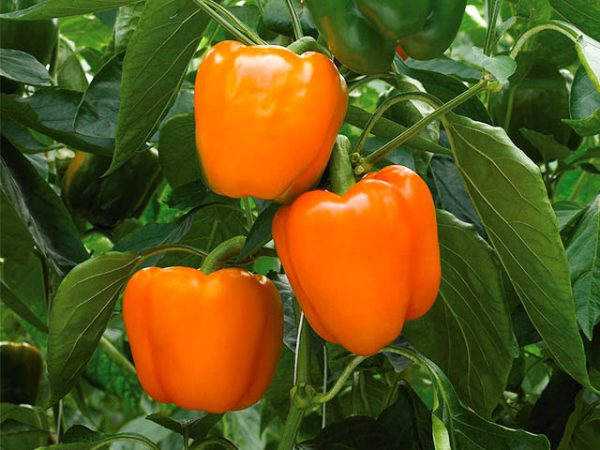 oranzines paprikos daigai