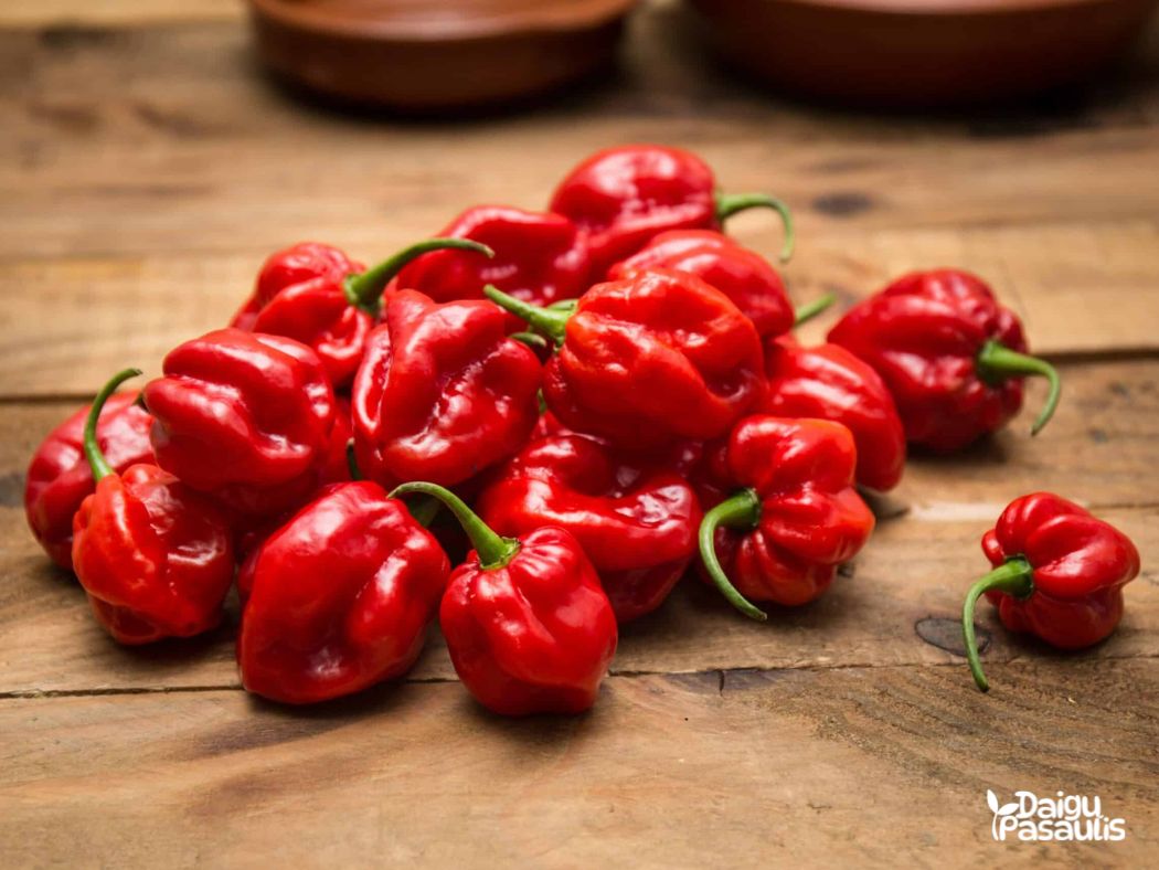 papriku_daigai_habanero_calita_red