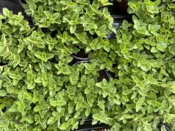 Raudonėlis šliaužiantis – prieskoninis daugiametis augalas