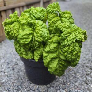 bazilikas placialapis