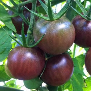 black_cherry_pomidorų_daigai