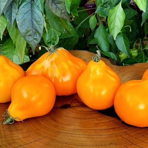 geltonas_triufelis