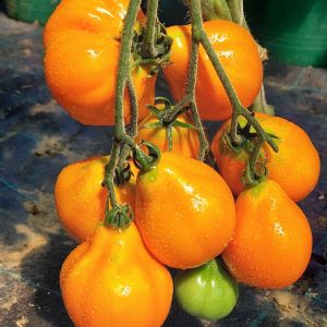geltonas_triufelis_pomidorai