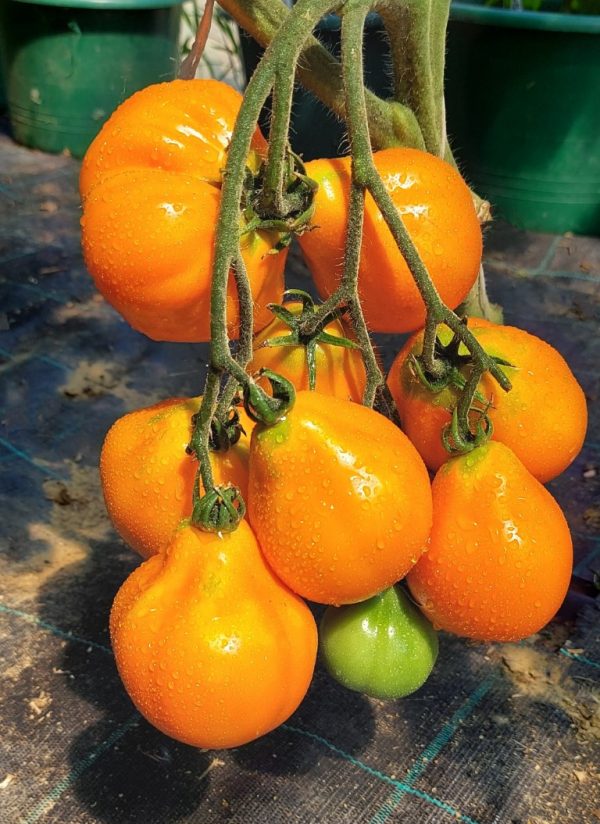 geltonas_triufelis_pomidorai