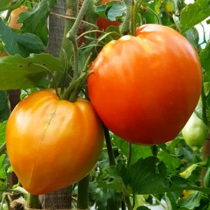 pomidorai_jaučio_širdis_oranžinė