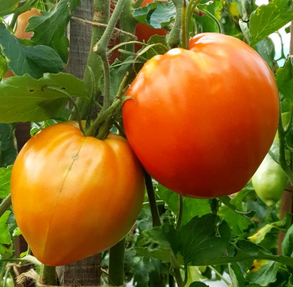 pomidorai_jaučio_širdis_oranžinė