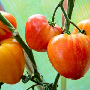 orange-russian-117-pomidorai