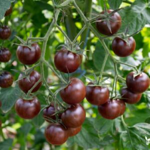 pomidoru daigai black cherry