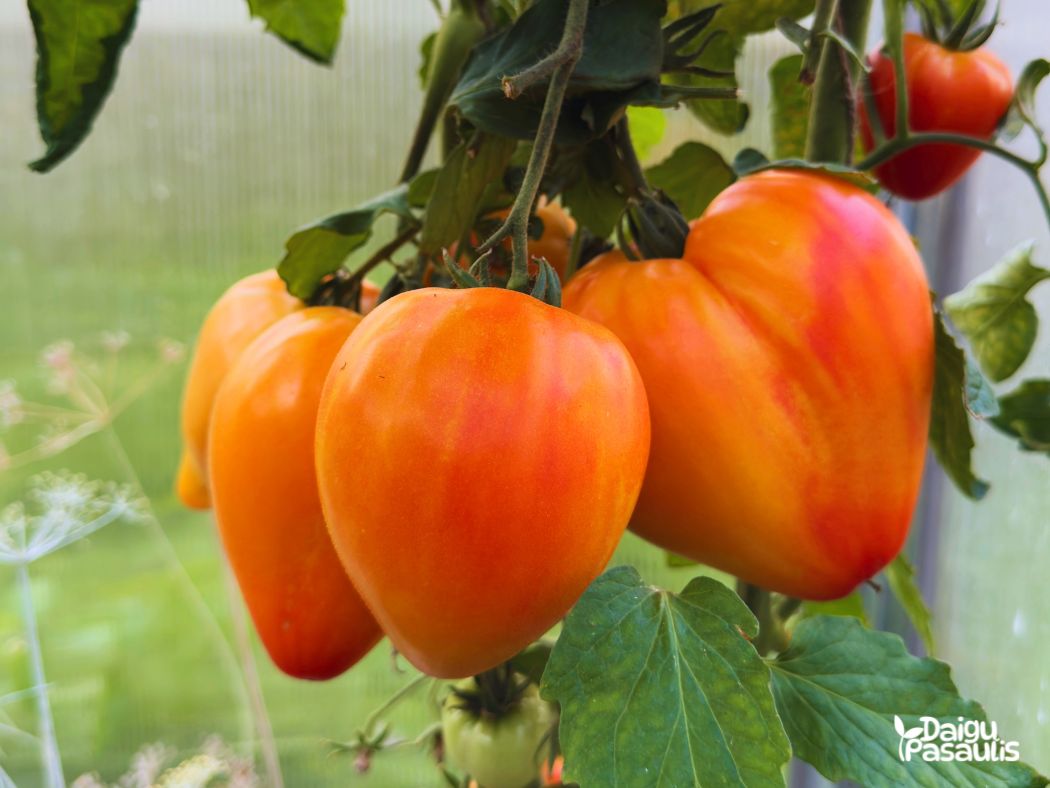 pomidoru daigai orange 117