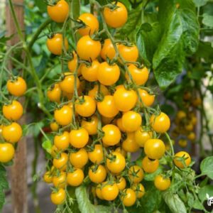 pomidoru daigai vysniniai geltoni