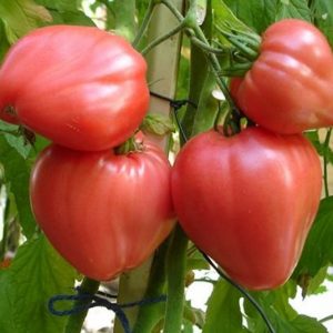 sgt_peppers_pink_pomidorai