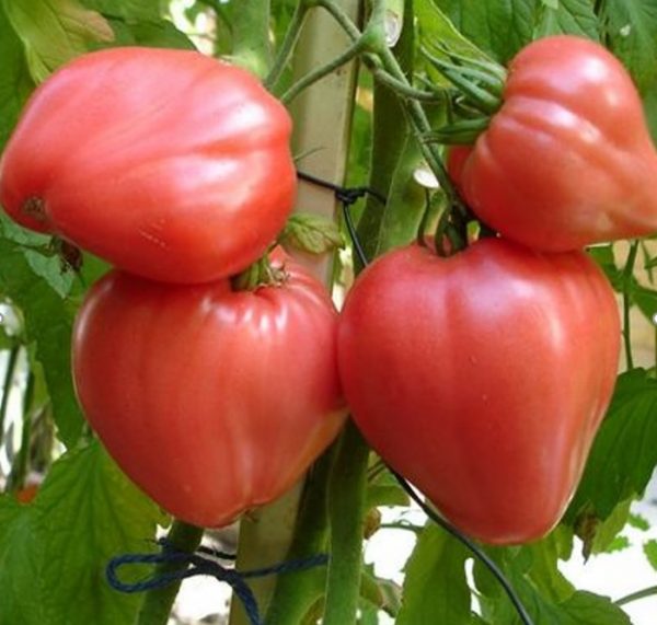sgt_peppers_pink_pomidorai