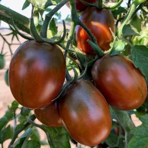 Slyviniai juodi pomidorai ant krūmo šiltnamyje