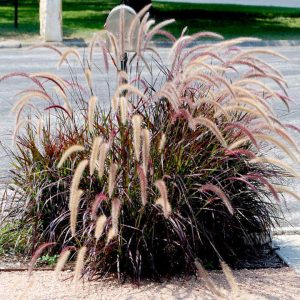 suruolė pennisetum rubrum