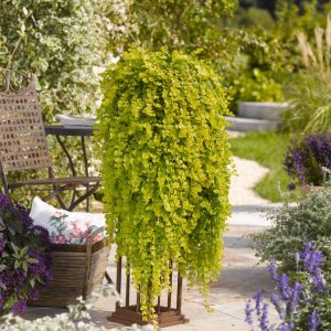 Lysimachia_Goldilocks