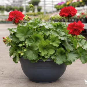 PELARGONIJŲ RAUDONŲ KOMPOZICIJA