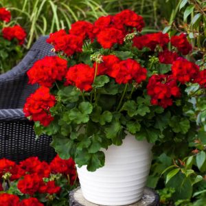pelargonija_calliope