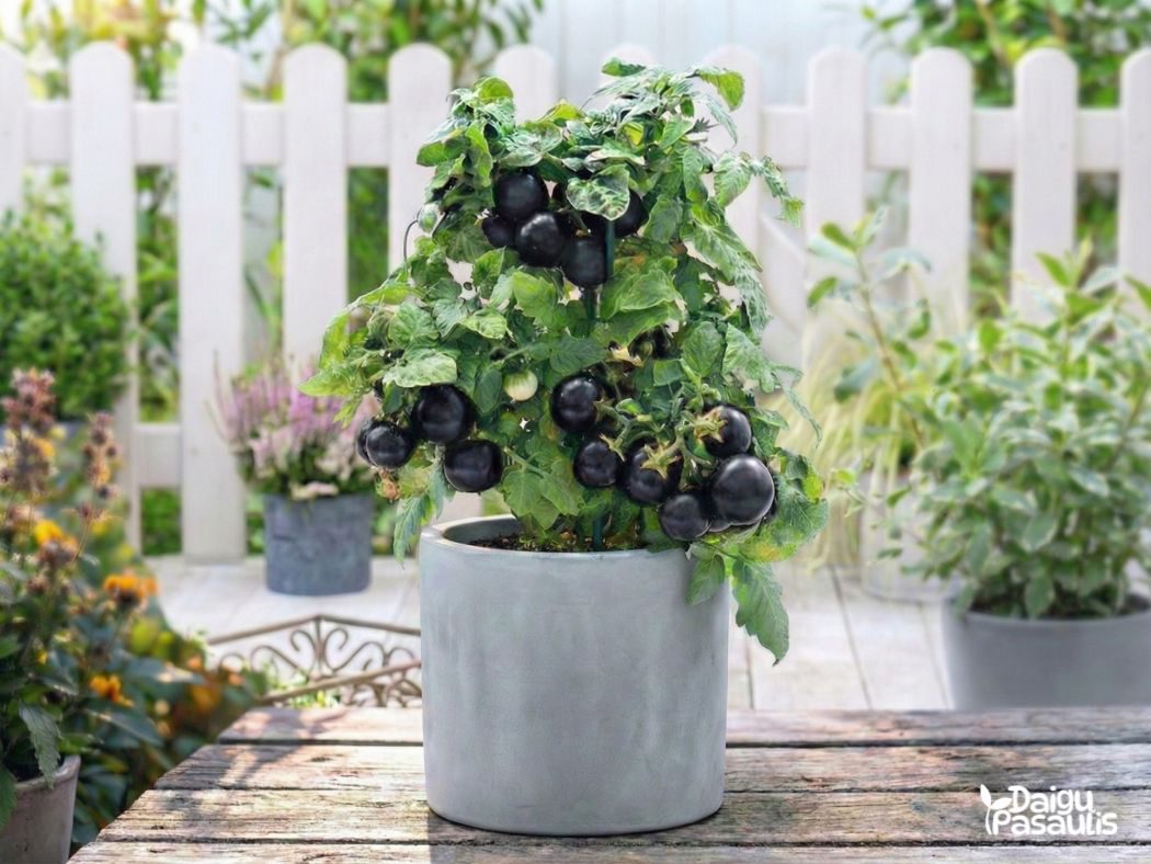 Pomidoru Daigai Balkoniniai Violetiniai