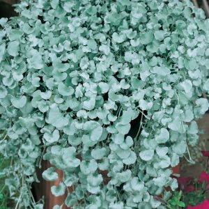 dichondra