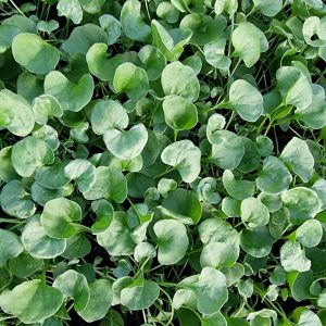 dichondra sodinukai