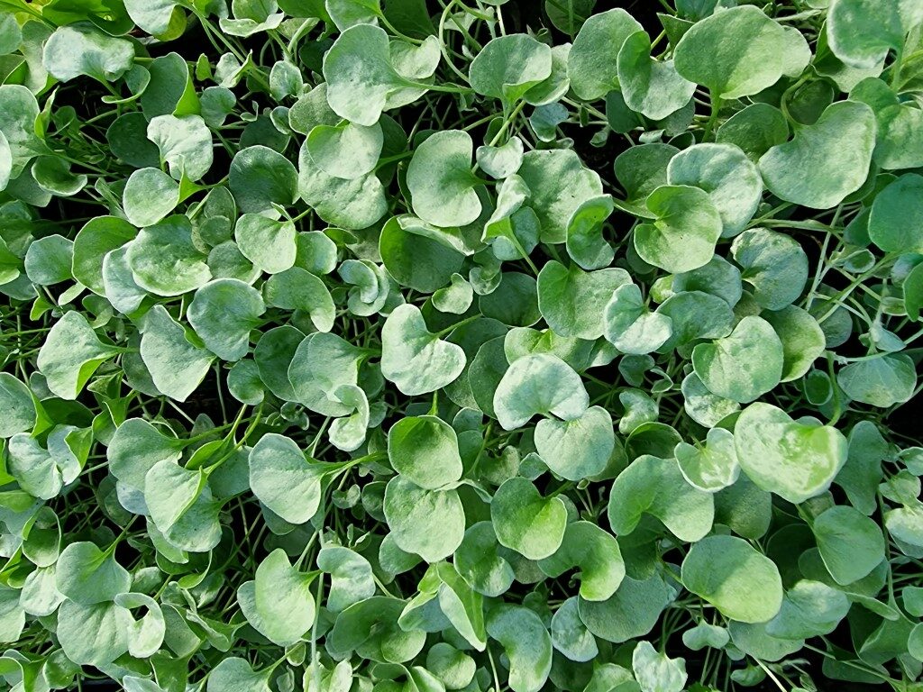 dichondra_sodinukai dichondra sodinukai