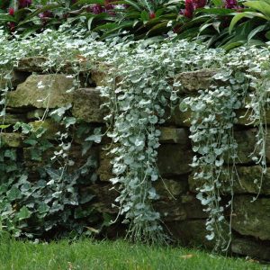 dichondra svyranti