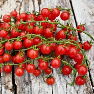 pomidoru daigai vynuoginiai red berry