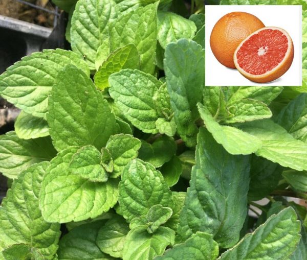 GREIPFRUTINE META