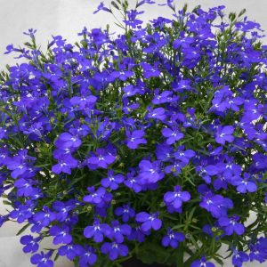 LOBELIA