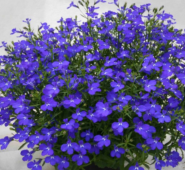 LOBELIA