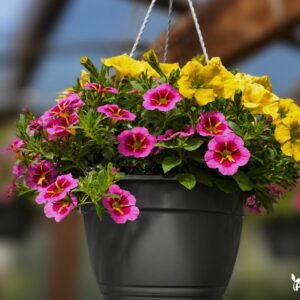surfinija smulkiaziede surfinija stambiaziede verbena mix