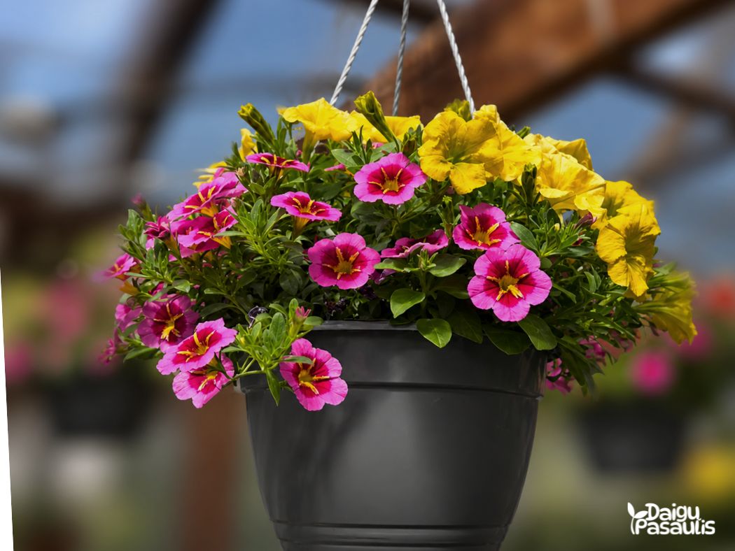 surfinija smulkiaziede surfinija stambiaziede verbena mix
