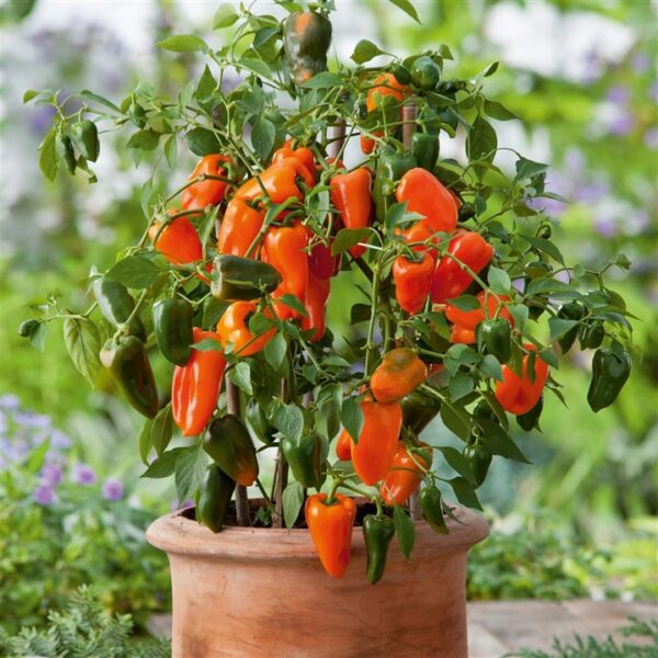 balkonine_paprika_oranzine