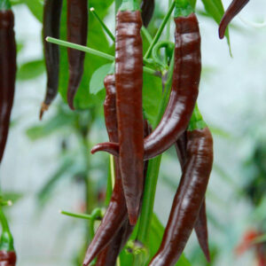 chilipeppar-hot-chocolate