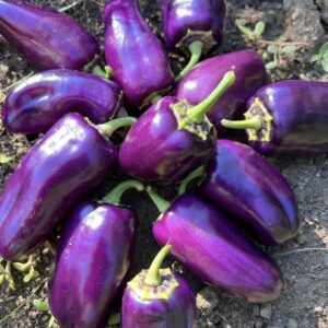paprika_violetine_balkonine_mini