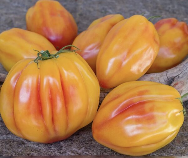 kalifornijos_tulpe