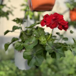 pelargonija_svyranti_raudona