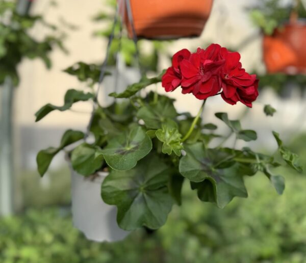 pelargonija_svyranti_raudona