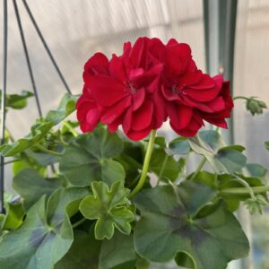 pelargonija _svyranti_raudona_stambiaziede