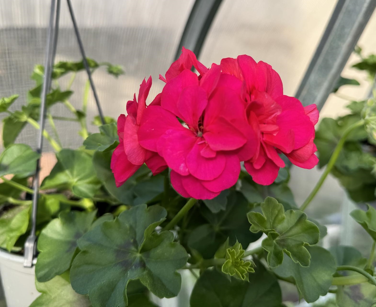 pelargonija_svyranti_rozine